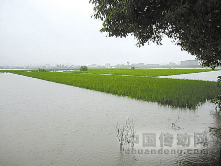 圖為受淹的寧波余姚黃家埠糧食功能區,稻田受淹最深處有1.5米