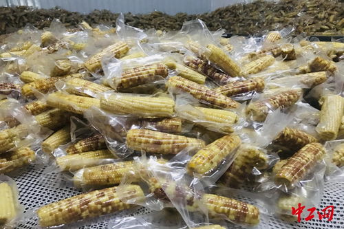 普洱寧洱縣 訂單玉米 助農脫貧