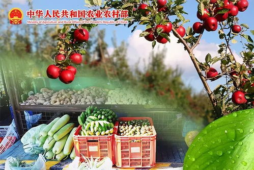 我國農產品質量安全監管的現狀分析與對策研究