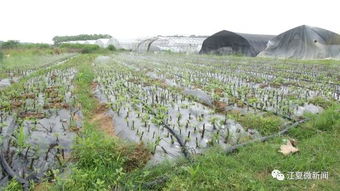 江夏新聞 閱讀兩分鐘 知曉江夏事 2019年5月22日