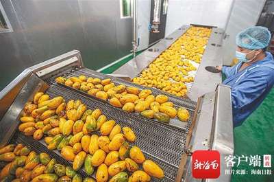 海南政企研同發力,以科技創新推進熱帶農產品加工產業提質增效
