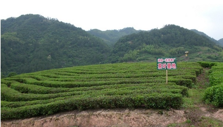 散裝茶葉碧螺春綠茶清香味 招商代理 食品飲料代理加盟 找項目 中國網庫 幫助所有企業做成網上的B2B生意